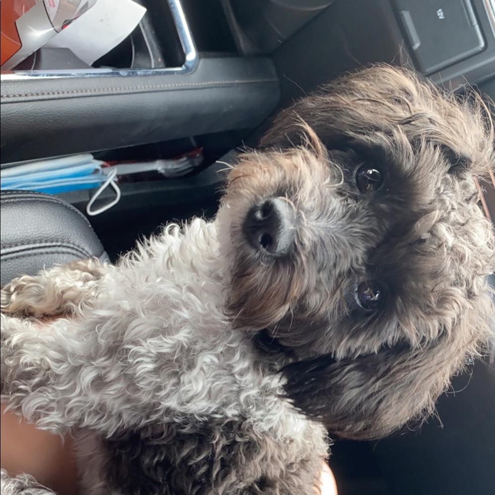 Meet your Posher, Dixie